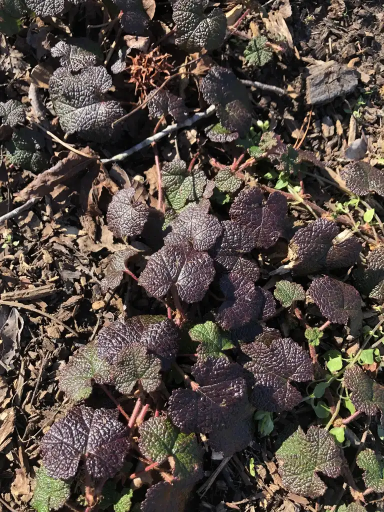 Foto de Rubus hayata-koidzumii - Form (Wake County,NC)-Late Winter:Cathy Dewitt