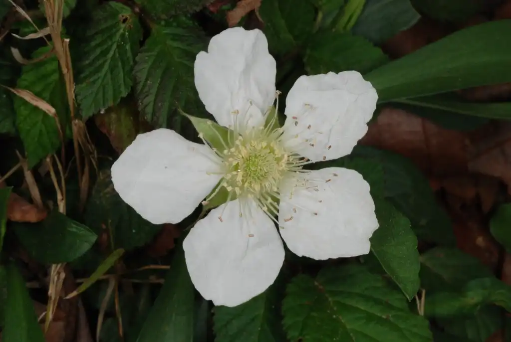 Фото Rubus hirsutus (Rubus hirsutuss)