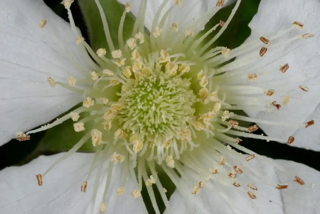Фото Rubus hirsutus (Rubus hirsutuss)