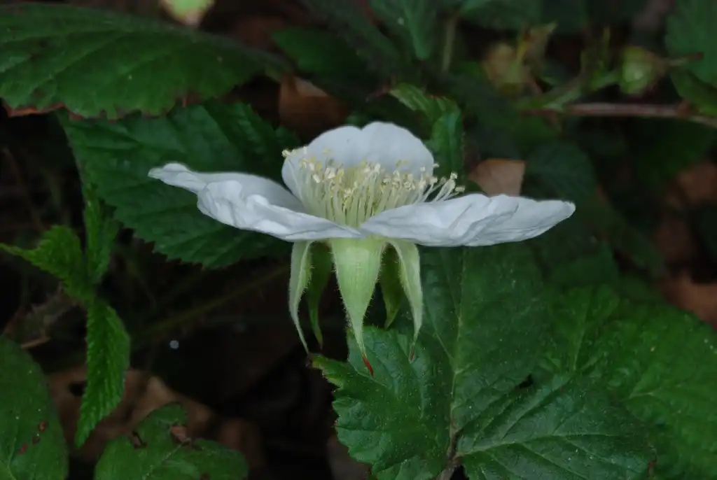 Фото Rubus hirsutus - (Chapel Hill, NC)-Early Spring:Douglas Goldman, USDA