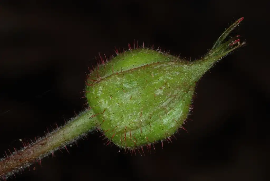 Фото Rubus hirsutus - (Chapel Hill, NC)-Early Spring:Douglas Goldman, USDA