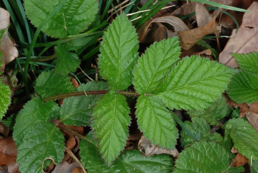 Фото Rubus hirsutus - (Chapel Hill, NC)-Early Spring:Douglas Goldman, USDA