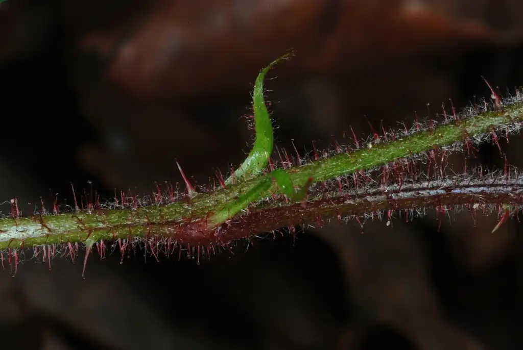 Фото Rubus hirsutus - (Chapel Hill, NC)-Early Spring:Douglas Goldman, USDA