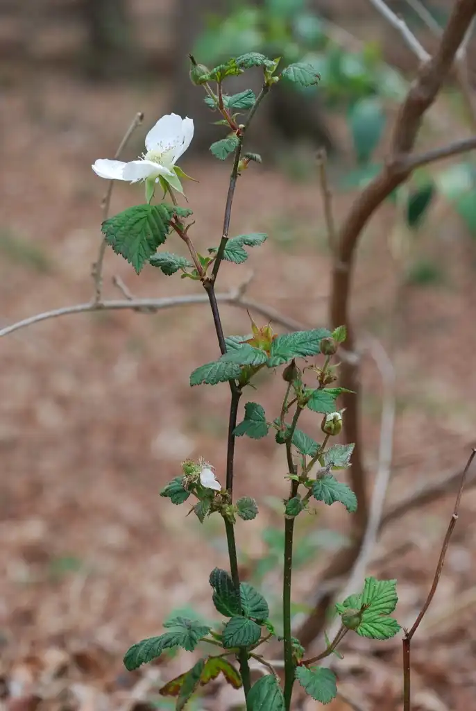 Фото Rubus hirsutus - (Chapel Hill, NC)-Early Spring:Douglas Goldman, USDA