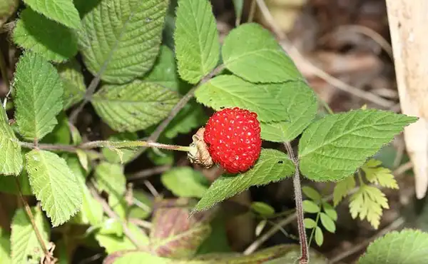Фото Rubus hirsutus - Leaves and fruit:Alpsdake