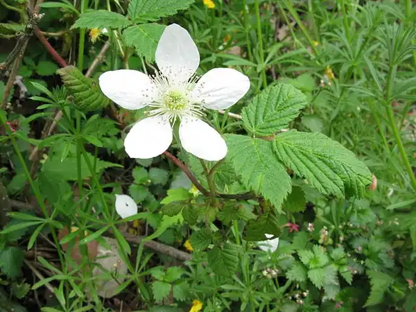 Фото Rubus hirsutus - Flower:Qwert1234