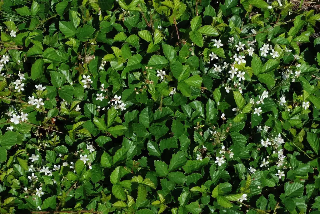 Фото Rubus hispidus (Rubus hispiduss)