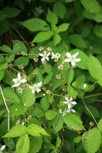Фото Rubus hispidus - Form:Cliff