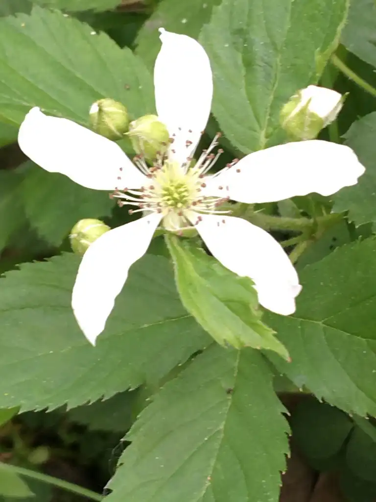 Фото Rubus hispidus - Close up of flower:carycoop