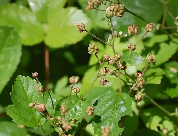 Фото Rubus hispidus - Unripe fruit:Steven G. Johnson