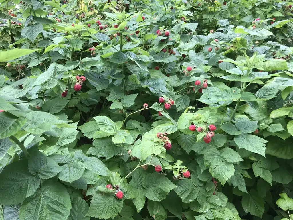 Фото Rubus idaeus var. strigosus (Rubus idaeus var. strigosuss)
