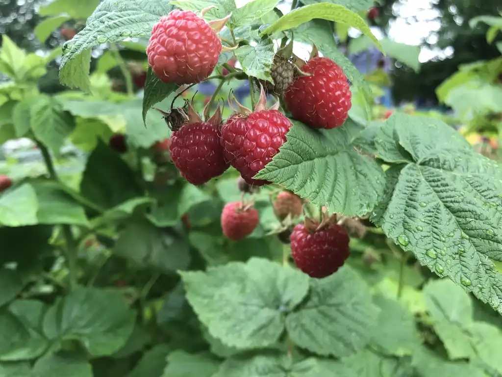Фото Rubus idaeus var. strigosus (Rubus idaeus var. strigosuss)