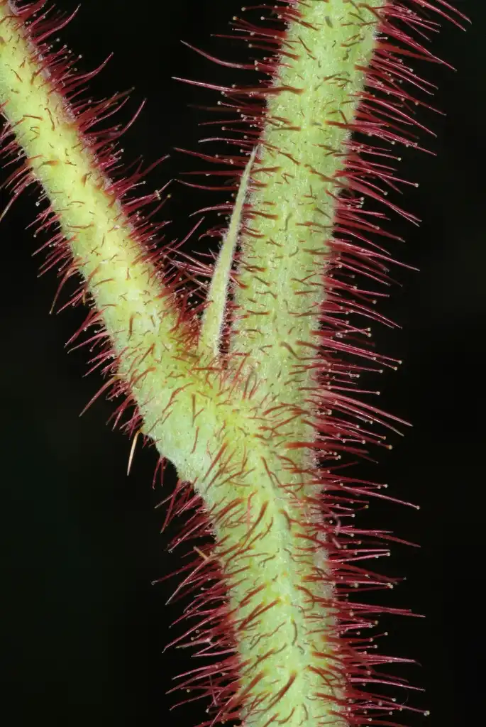 Фото Rubus idaeus var. strigosus - Stem with red hairs (North Carolina, US)-Mid Summer:Douglas Goldman, USDA