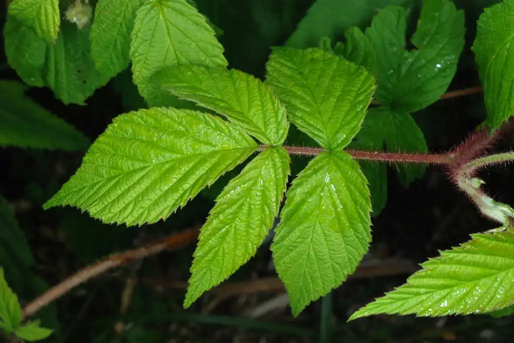 Фото Rubus idaeus var. strigosus - Compound leaf (North Carolina, US)-Mid Summer:Douglas Goldman, USDA