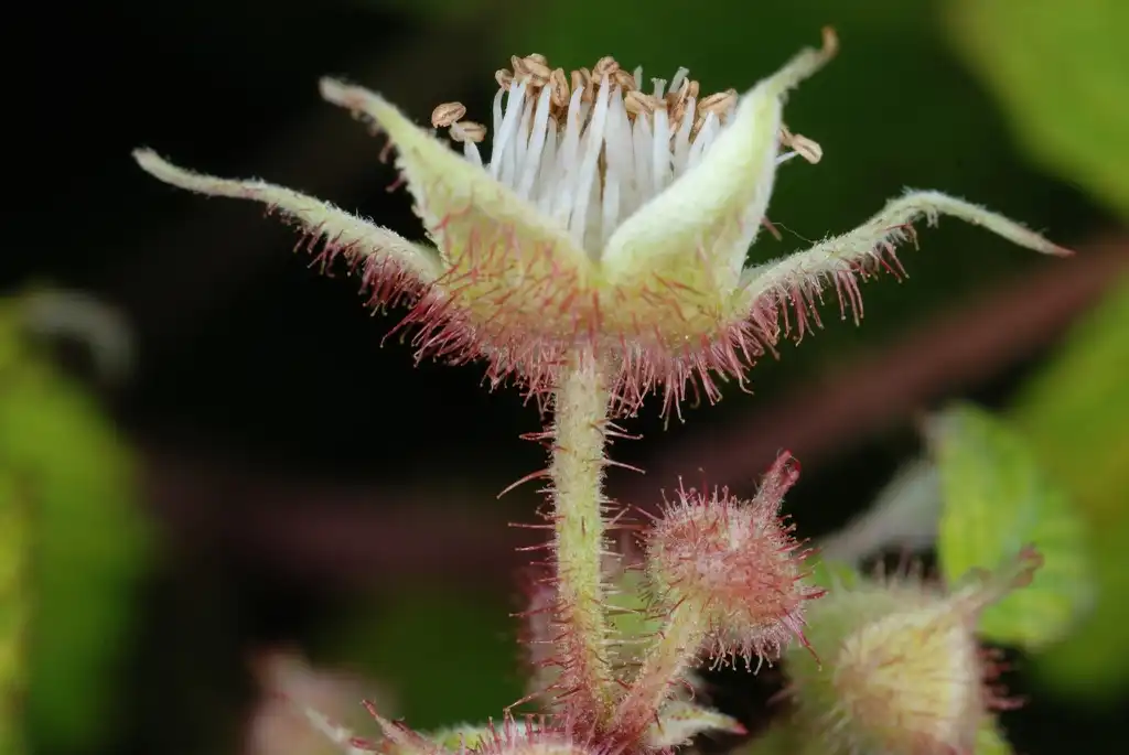Фото Rubus idaeus var. strigosus - Side view of flower (North Carolina, US)-Mid Summer:Douglas Goldman, USDA