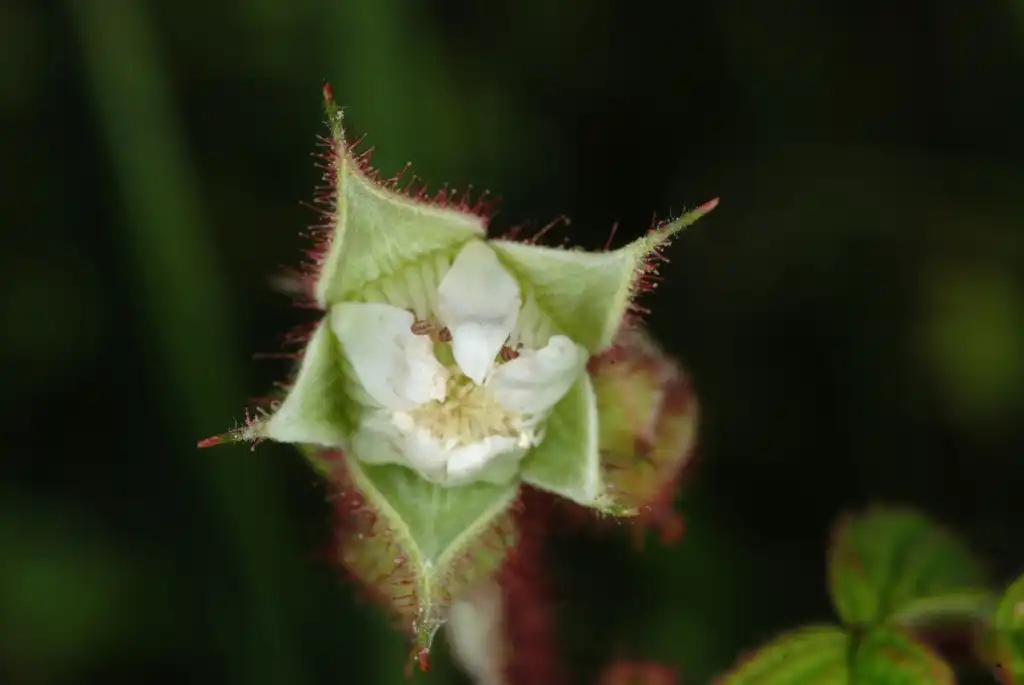 Фото Rubus idaeus var. strigosus - Close-up of flower (North Carolina, US)-Mid Summer:Douglas Goldman, USDA