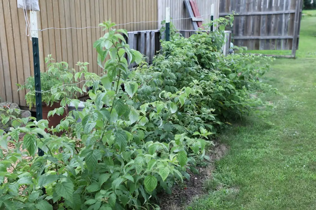 Фото Rubus idaeus var. strigosus - Row of raspberry plants:Lucy Bradley
