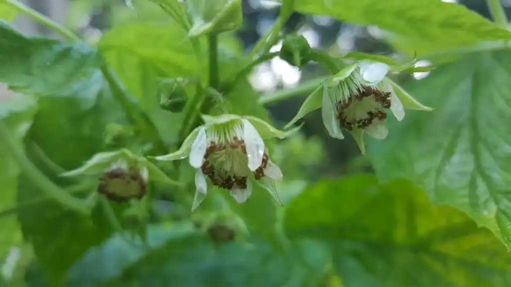 Фото Rubus idaeus var. strigosus - Raspberry flower:Lucy Bradley