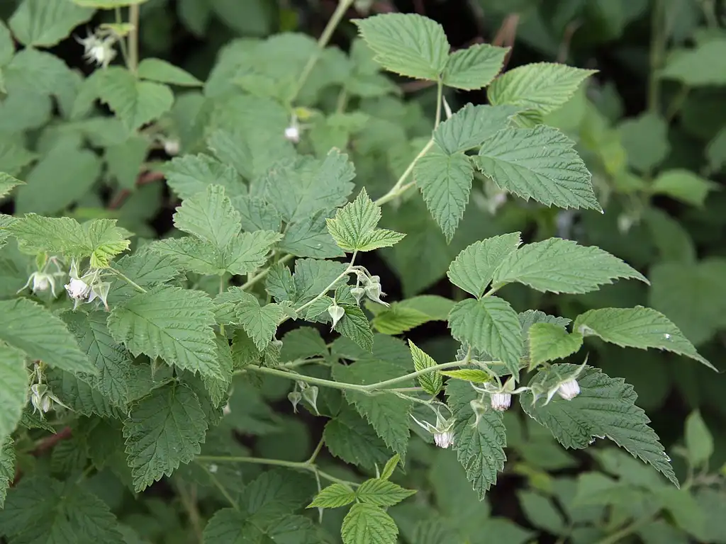 Фото Rubus idaeus (Rubus idaeuss)