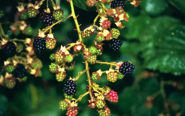 Foto de Rubus laciniatus (Rubus laciniatuss)