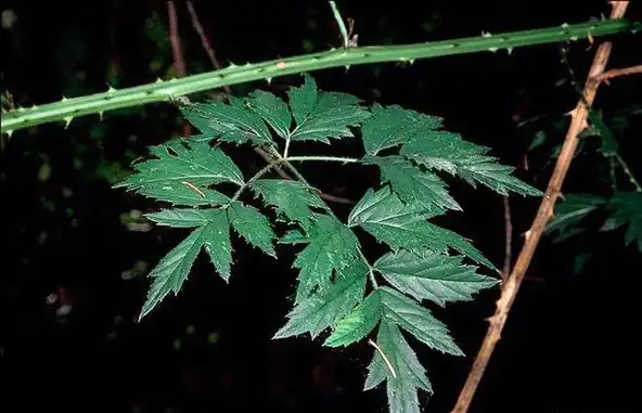 Foto de Rubus laciniatus (Rubus laciniatuss)