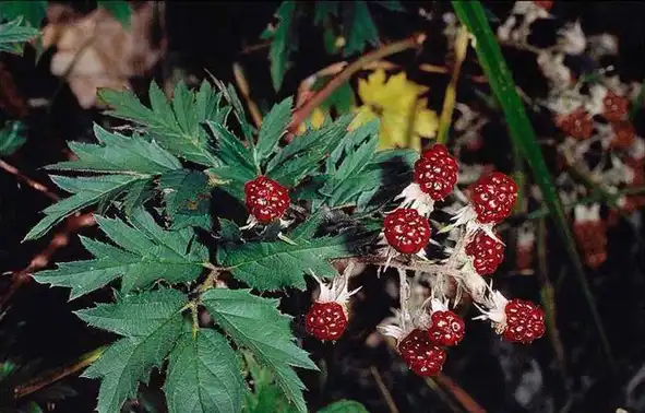 Foto de Rubus laciniatus - Unripe fruit:Joseph M. DiTomaso, University of California - Davis, Bugwood.org