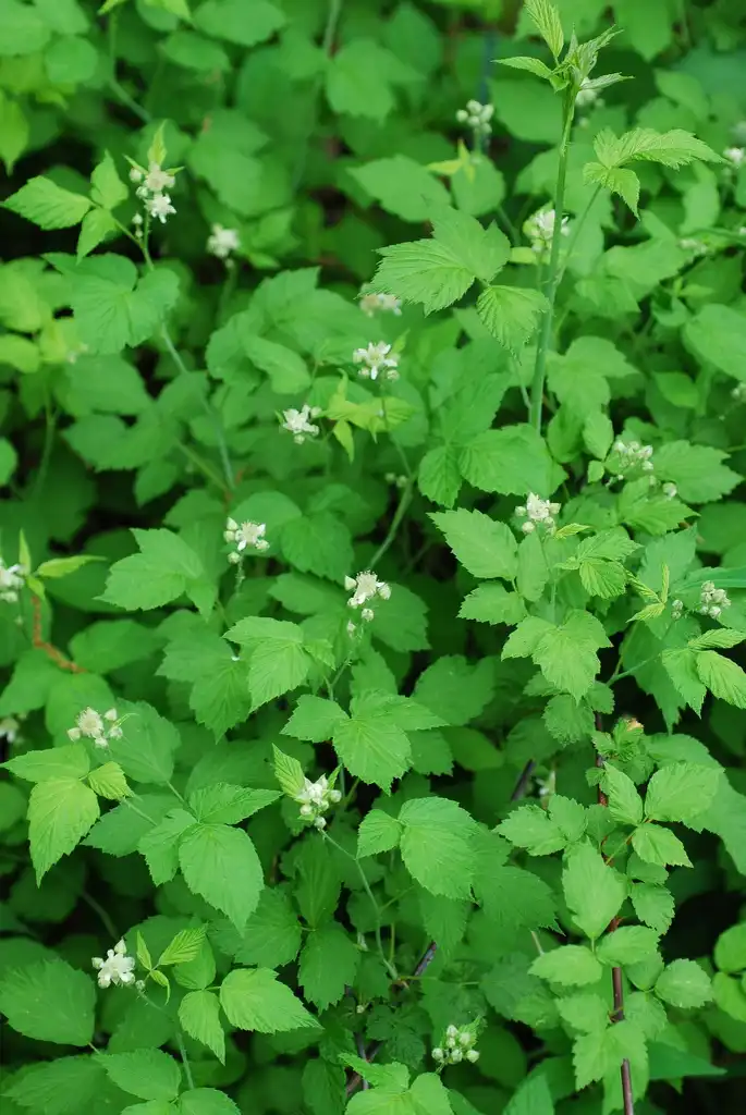 Photo of Rubus occidentalis (Rubus occidentaliss)