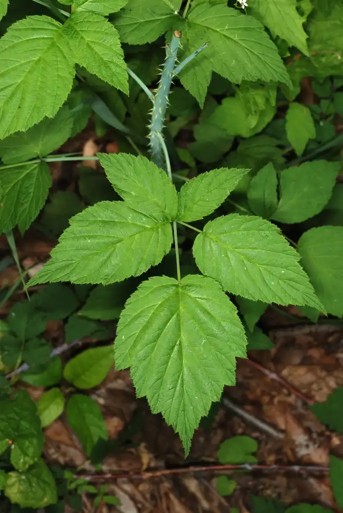 Photo of Rubus occidentalis (Rubus occidentaliss)