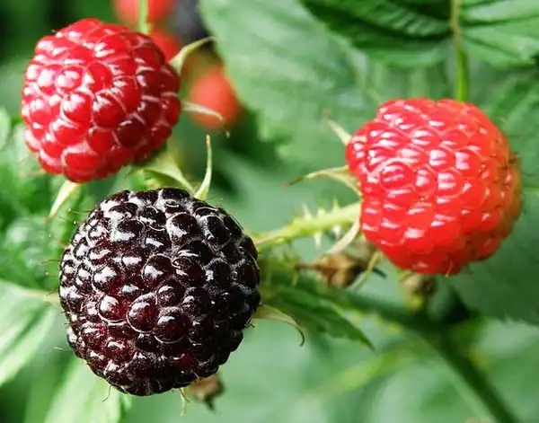 Photo of Rubus occidentalis - Fruit, unripe (red), ripe (black):Alina Zienowicz