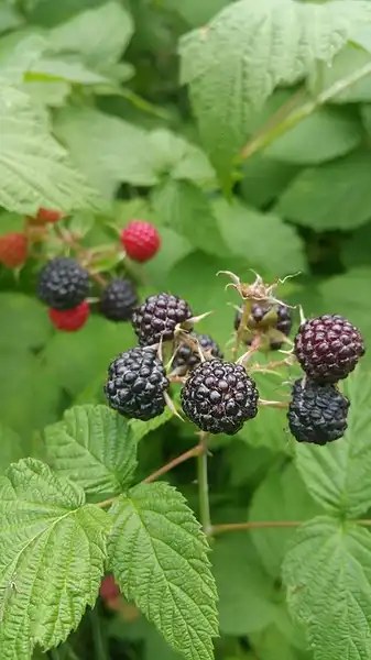 Photo of Rubus occidentalis - :Karen Hine