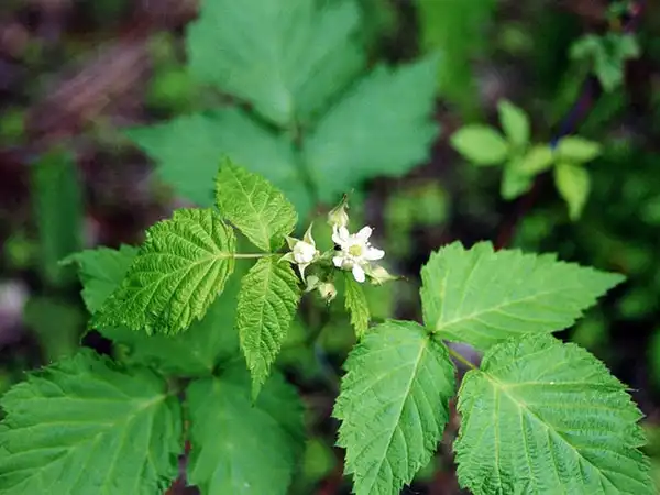 Photo of Rubus occidentalis - Flower:Jennifer Anderson. United States, IA, Muscatine Co., Muscatine, Wild Cat Den State Park.