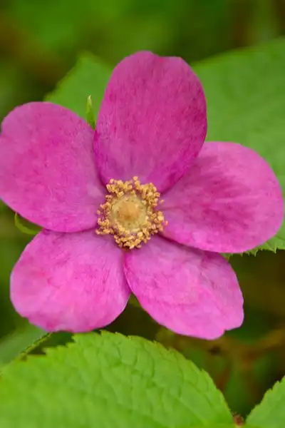Photo of Rubus odoratus (Rubus odoratuss)