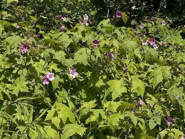 Photo of Rubus odoratus (Rubus odoratuss)