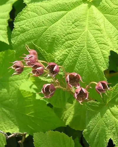 Photo of Rubus odoratus - :Lindley Ashline