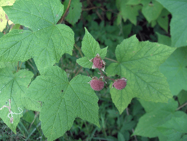 Photo of Rubus odoratus - :Homer Edward Price