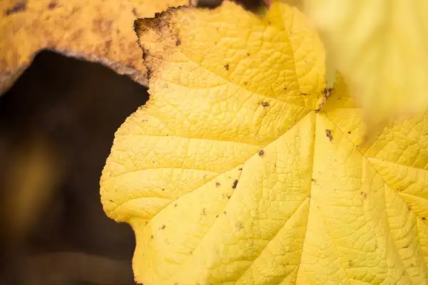 Photo of Rubus odoratus - :Joni Saunavaaara