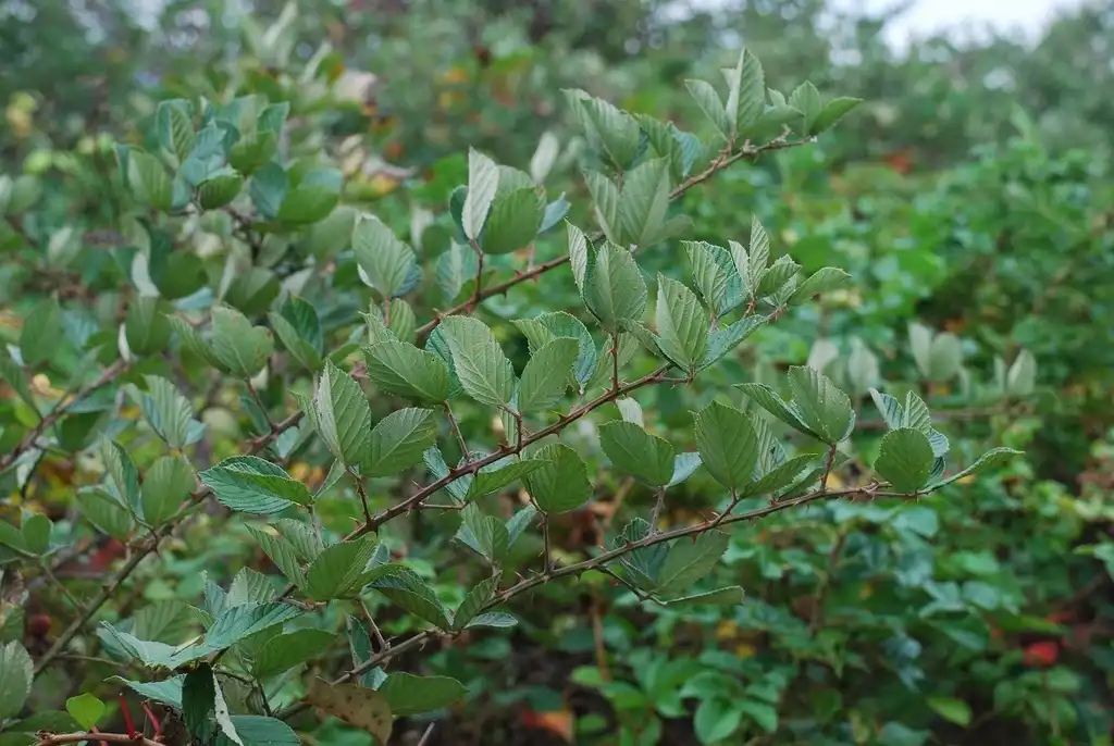 Фото Rubus pascuus (Rubus pascuuss)