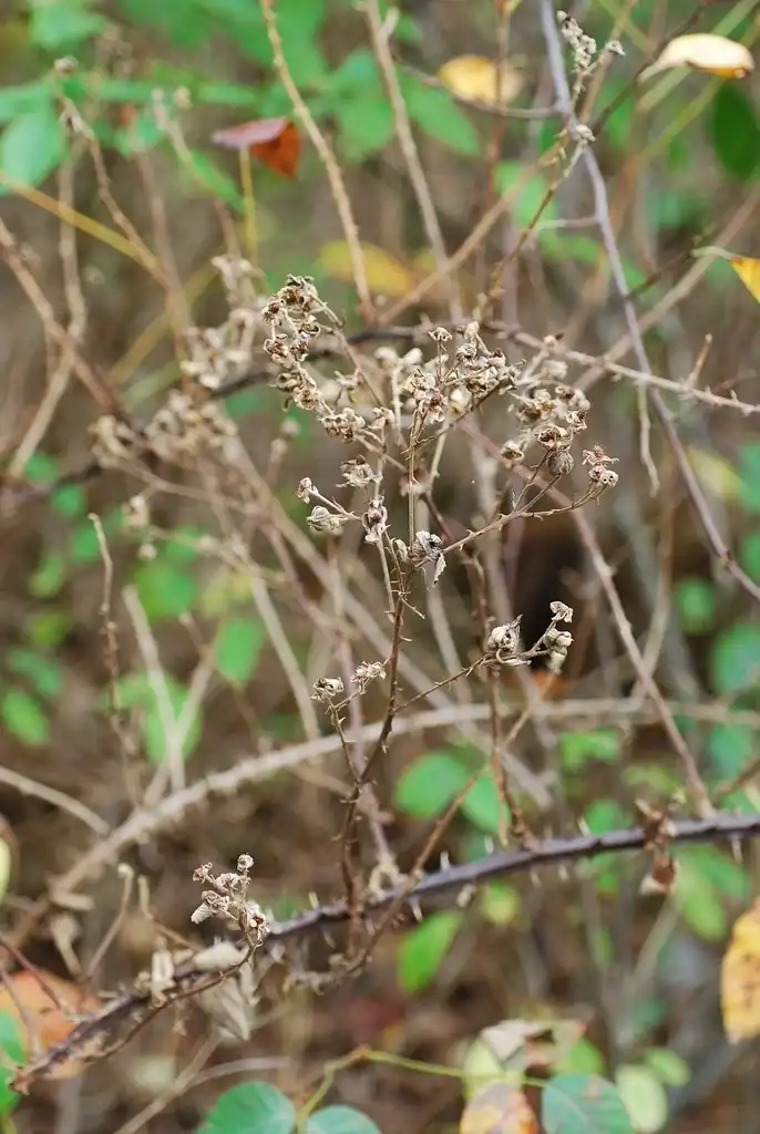 Фото Rubus pascuus (Rubus pascuuss)