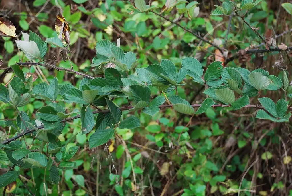Фото Rubus pascuus - (Brighton, NY)-Mid Fall:Douglas Goldman, USDA