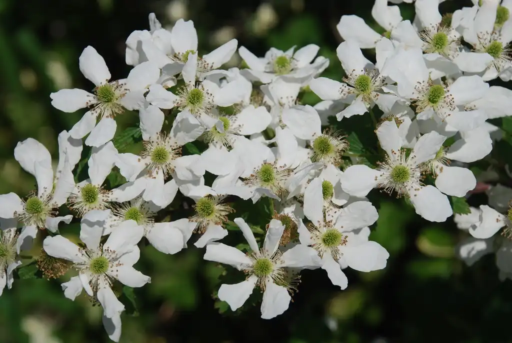 Foto de Rubus pensilvanicus (Rubus pensilvanicuss)