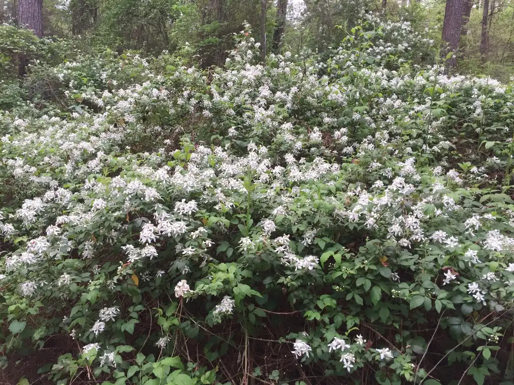Foto de Rubus pensilvanicus (Rubus pensilvanicuss)