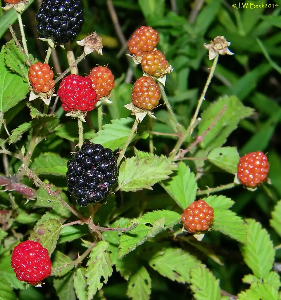 Foto de Rubus pensilvanicus - Fruit:James W. Beck