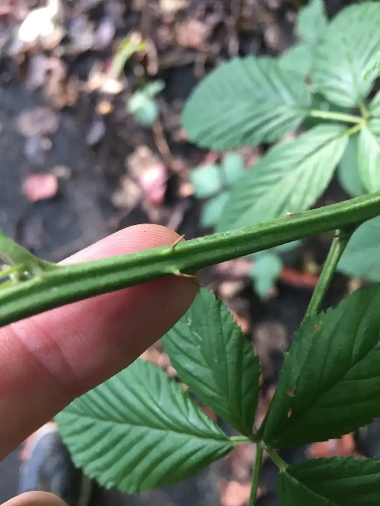 Foto de Rubus pensilvanicus - Stem with thorns:Eli Dickerson