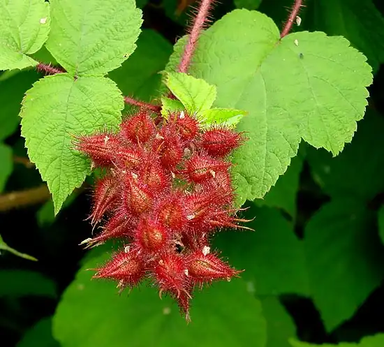 Photo of Rubus phoenicolasius (Rubus phoenicolasiuss)