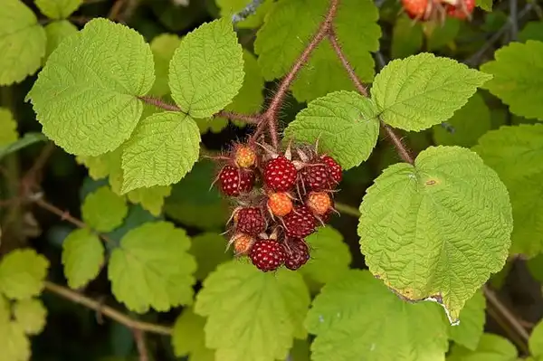 Photo of Rubus phoenicolasius (Rubus phoenicolasiuss)