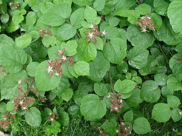 Photo of Rubus phoenicolasius - Star-shaped flowers:r Leslie J. Mehrhoff, University of Connecticut, Bugwood.org