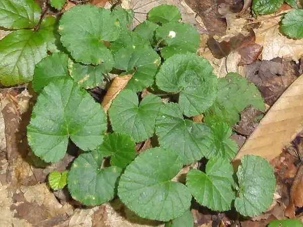 Photo of Rubus repens (Rubus repenss)