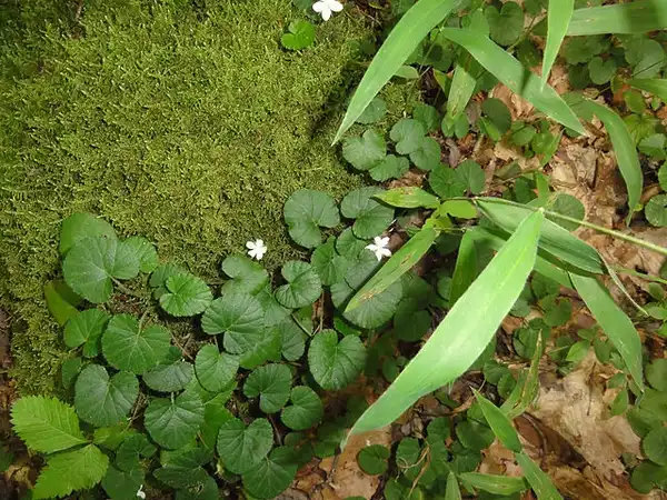 Photo of Rubus repens (Rubus repenss)