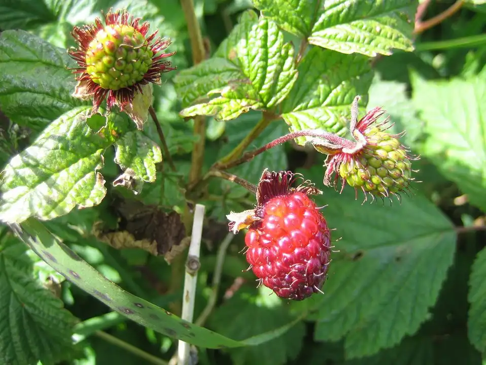 Фото Rubus spectabilis (Rubus spectabiliss)