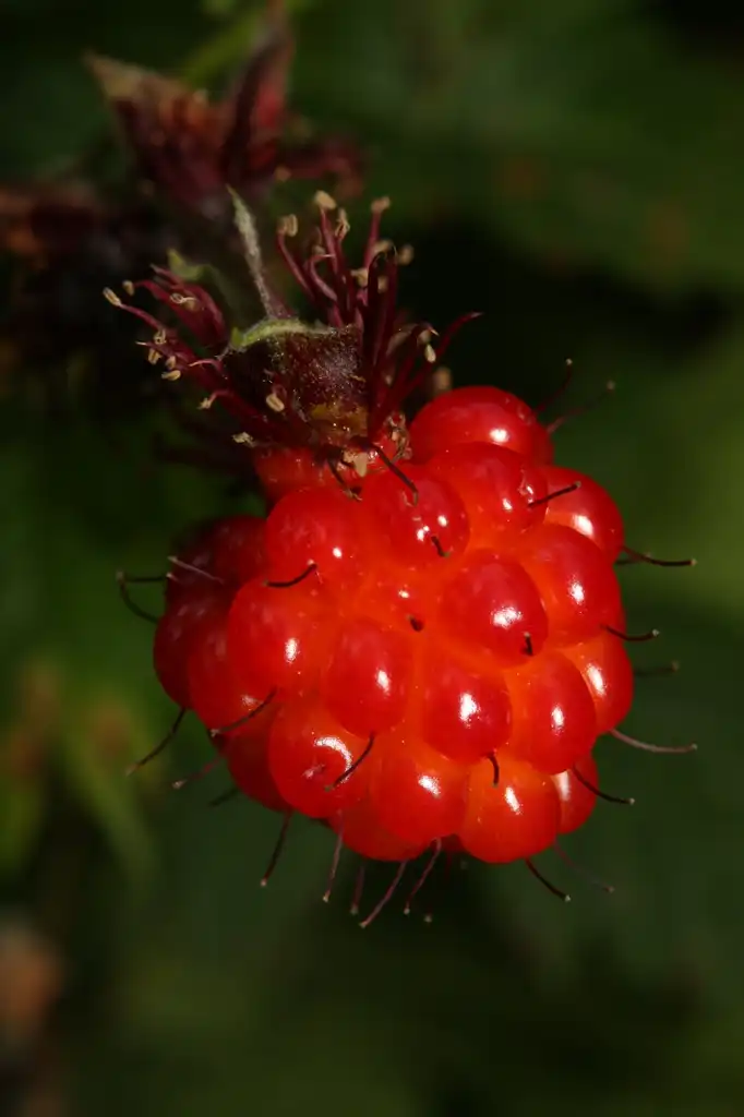 Фото Rubus spectabilis (Rubus spectabiliss)